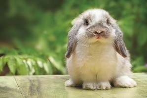 Rabbit eye health - how to look after your bunny’s eyes
