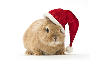 Stories from the surgery: keeping your pets safe from Christmas hazards