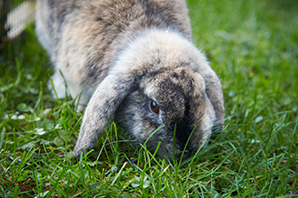 Why do rabbits eat their own faeces?