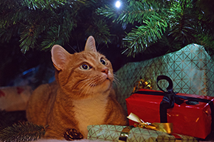 10 Perfect Cat Christmas Presents
