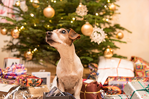 10 Christmas Presents for Dogs