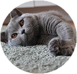 British Shorthair personality and temperament