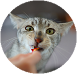 Egyptian Mau food and diet