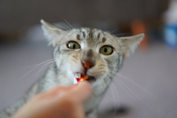 Egyptian Mau food and diet