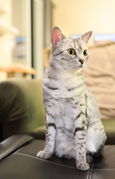 Egyptian Mau grooming and coat care