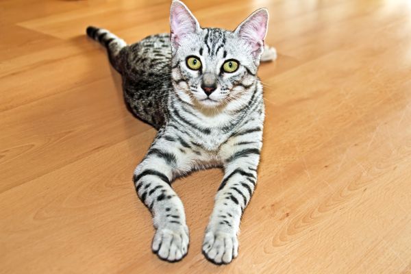 Egyptian Mau personality and temperament