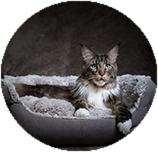 Maine Coon personality and temperament