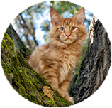 Maine Coon training and behaviour