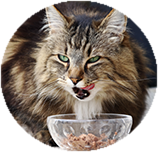 Norwegian Forest food and diet