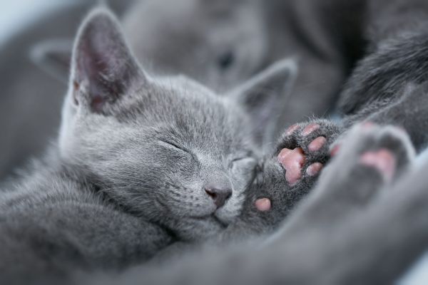 Russian Blue before you buy