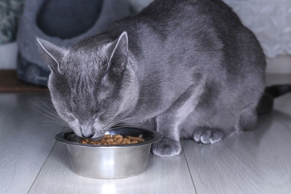 Russian Blue food and diet