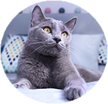 Russian Blue personality and temperament