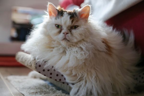 Selkirk Rex personality and temperament