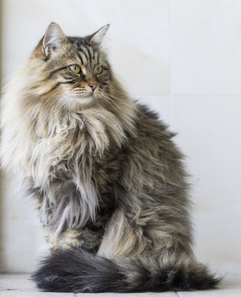 Siberian grooming and coat care