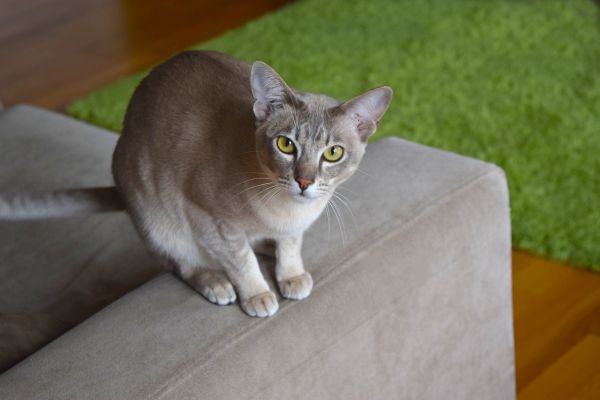 Tonkinese grooming and coat care