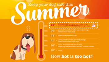 Image for: Dog Summer Safety