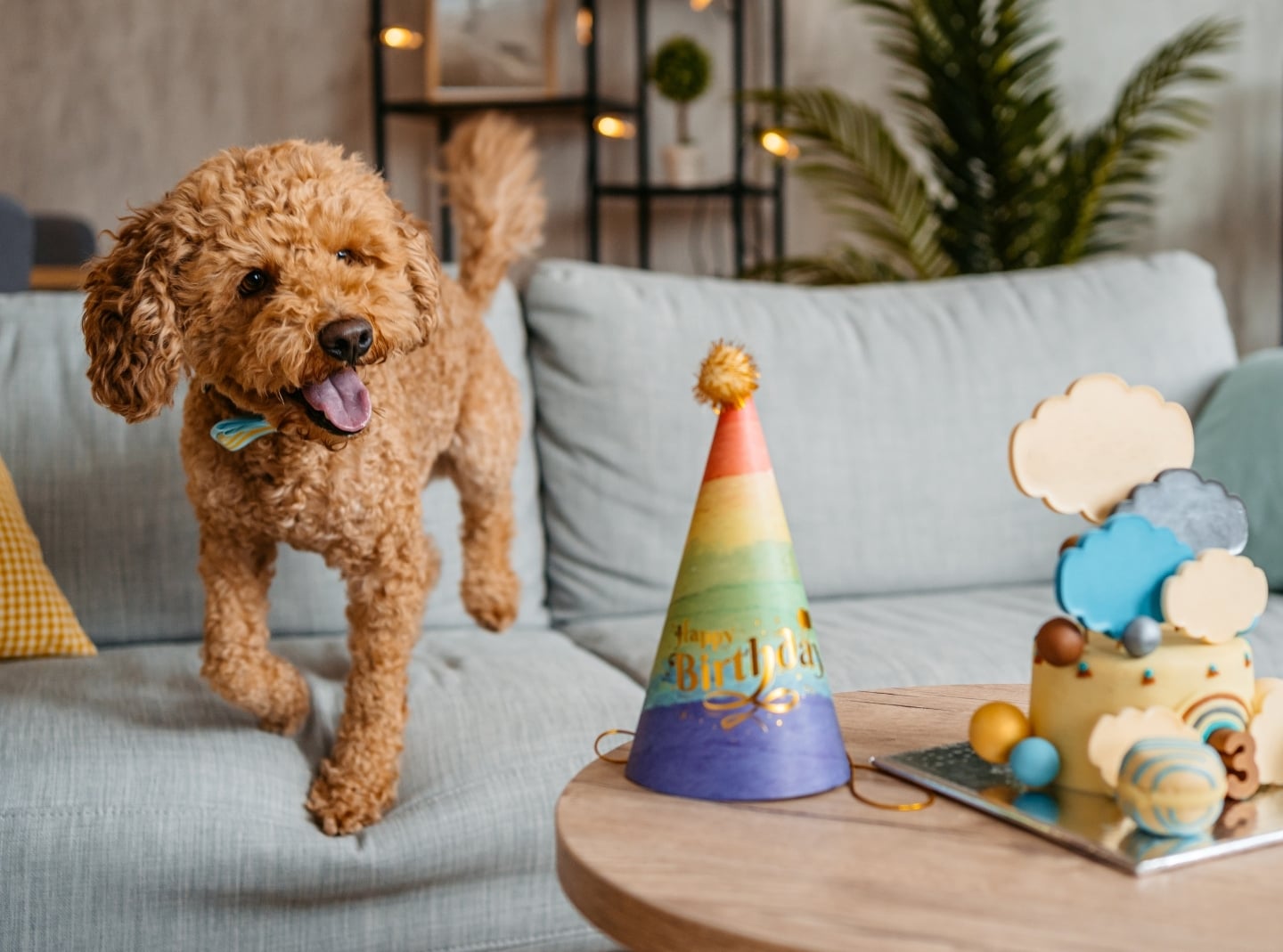 a brown dog with a birthday hat and cake