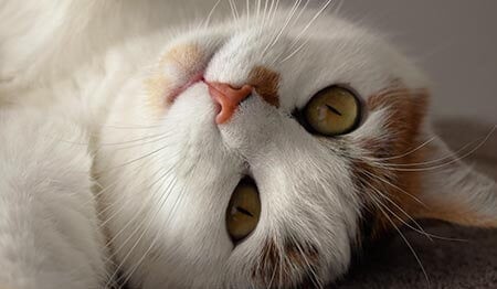 A white and orange cat lying on its back, looking at the camera with its head tilted.