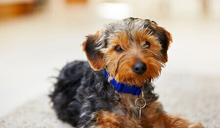 A small, scruffy terrier mix dog with brown and black fur and a blue collar, lying on a carpet.