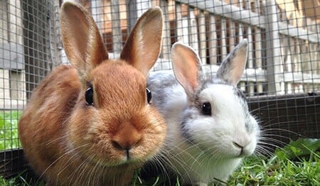 Two rabbits, one brown and one white and grey, looking at the camera from inside a wire enclosure.