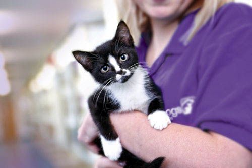 Our Work With Animal Charities | Petplan