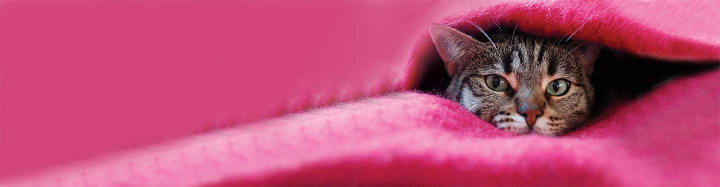 A tabby cat peeking out from under a bright pink blanket.