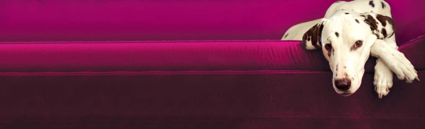 A Dalmatian dog lying on a purple couch, looking directly at the camera.