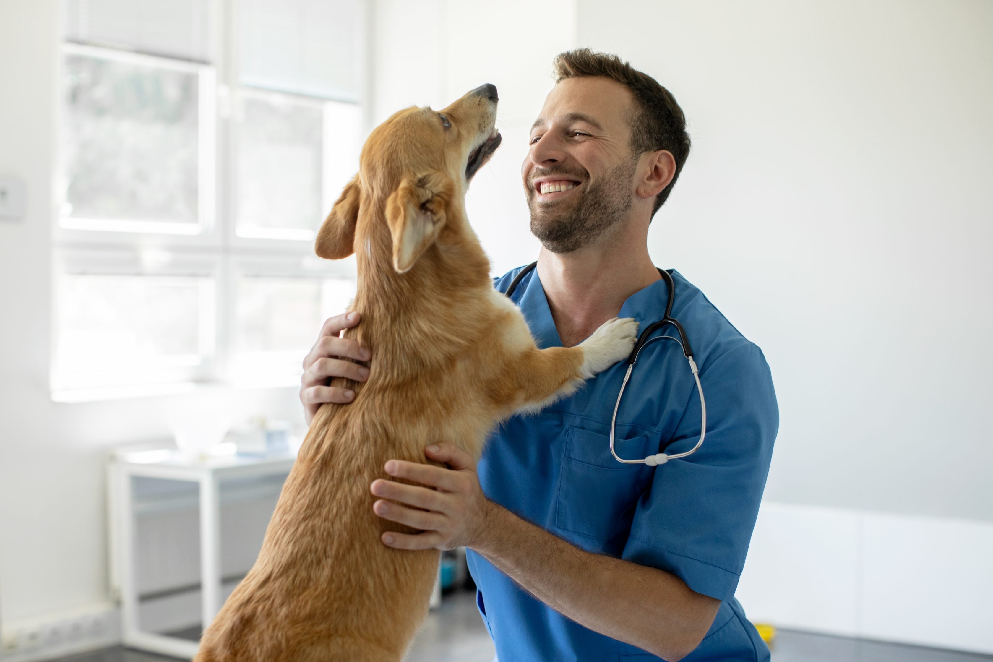 A smiling vet in blue scrubs holds a brown and white puppy