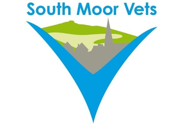 south moor vets