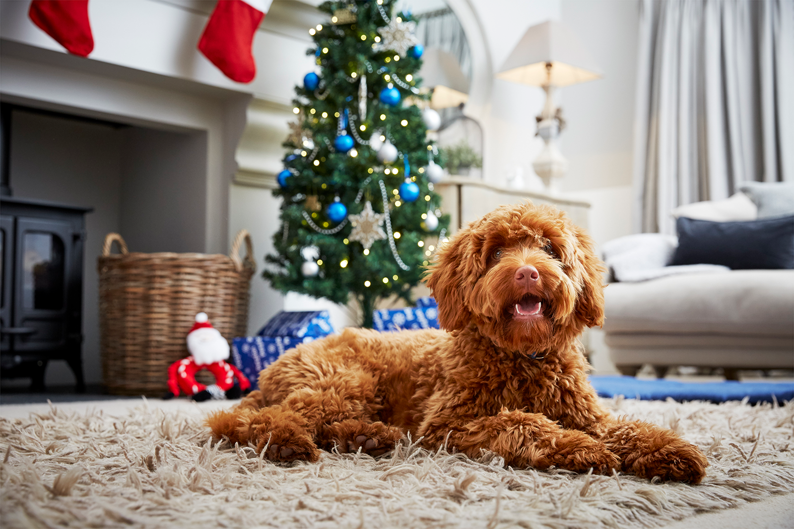 A happy golden doodle lies on a fluffy rug in front of a decorated Christmas tree.
