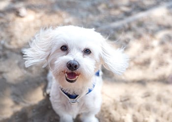 A fluffy white dog in a blue harness looks up, mouth slightly open