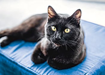 A black cat rests comfortably on a soft blue cushion.