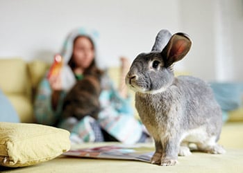 A grey rabbit with one ear up stands on a yellow couch, while a person in a hooded onesie sits in the background holding another rabbit.
