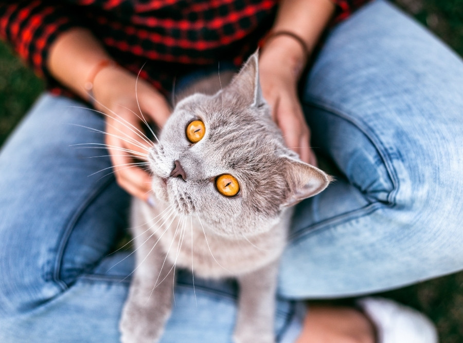woman in blue jeans stroking a grey cat with yellow eyes