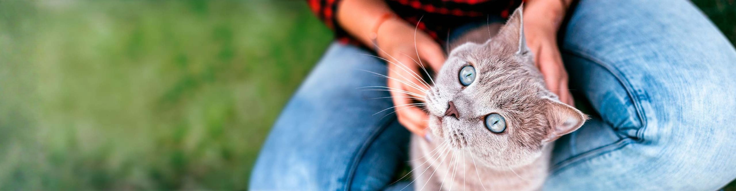 A person in jeans pets a grey cat with bright blue eyes looking up at the camera.
