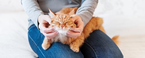 A person in jeans gently massages the cheeks of a happy, orange cat with closed eyes.