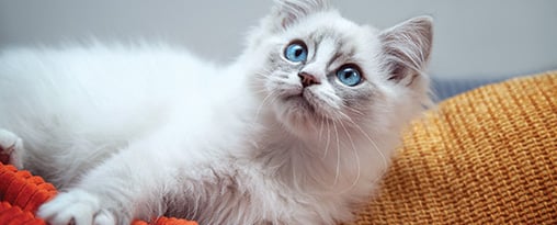 A  fluffy cat with blue eyes and white fur, looking at the camera.