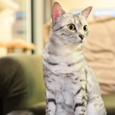 ragamuffin cat sitting 