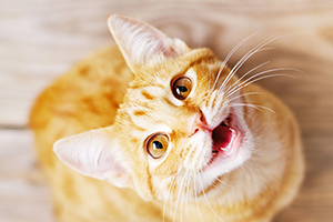 cat yowling