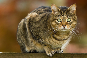 cat roaming
