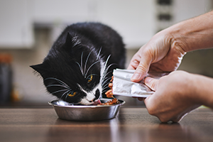feeding the cat