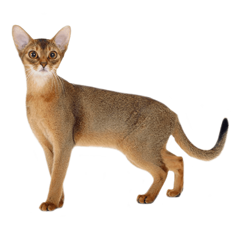 Abyssinian: Personality, Diet, Grooming, Training | Petplan