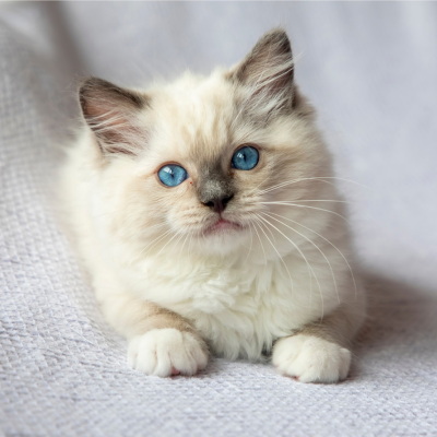 a white ragdoll kitten