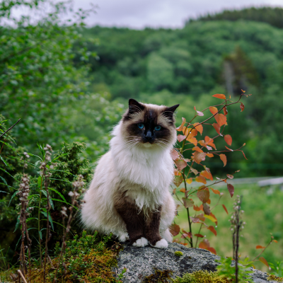 a grey ragamuffin cat sitting on a tarmac path
