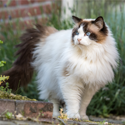 a ragdoll cat standing outside a brick building