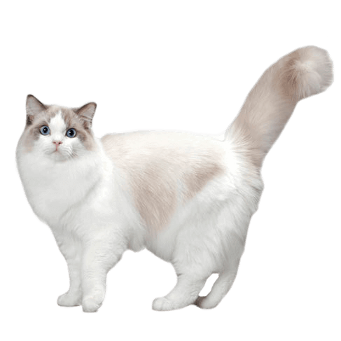 ragdoll cat