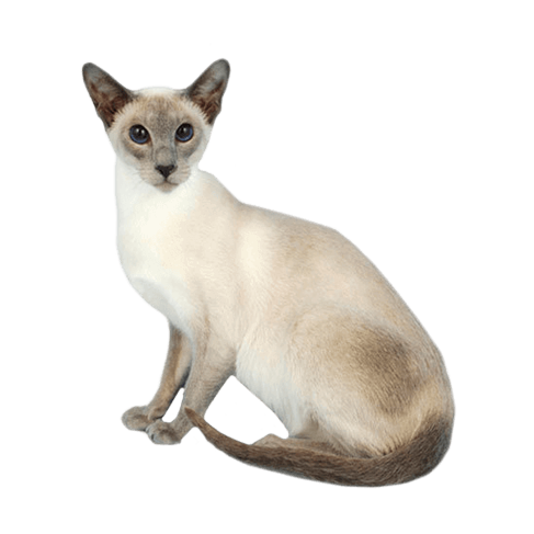 Signa Siamese Siamese: Personality, Diet, Grooming, Training | Petplan