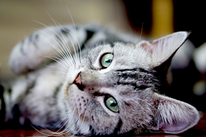 A grey tabby cat with green eyes lying on its side, looking at the camera.