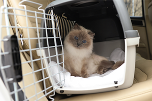 A fluffy kitten with blue eyes sits in a pet carrier in a car.