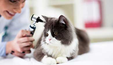 A vet examining a black & white cat's ear.